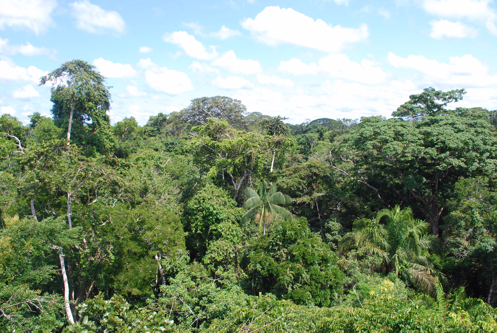 Abholzung im Amazonas auf Zehnjahrestief