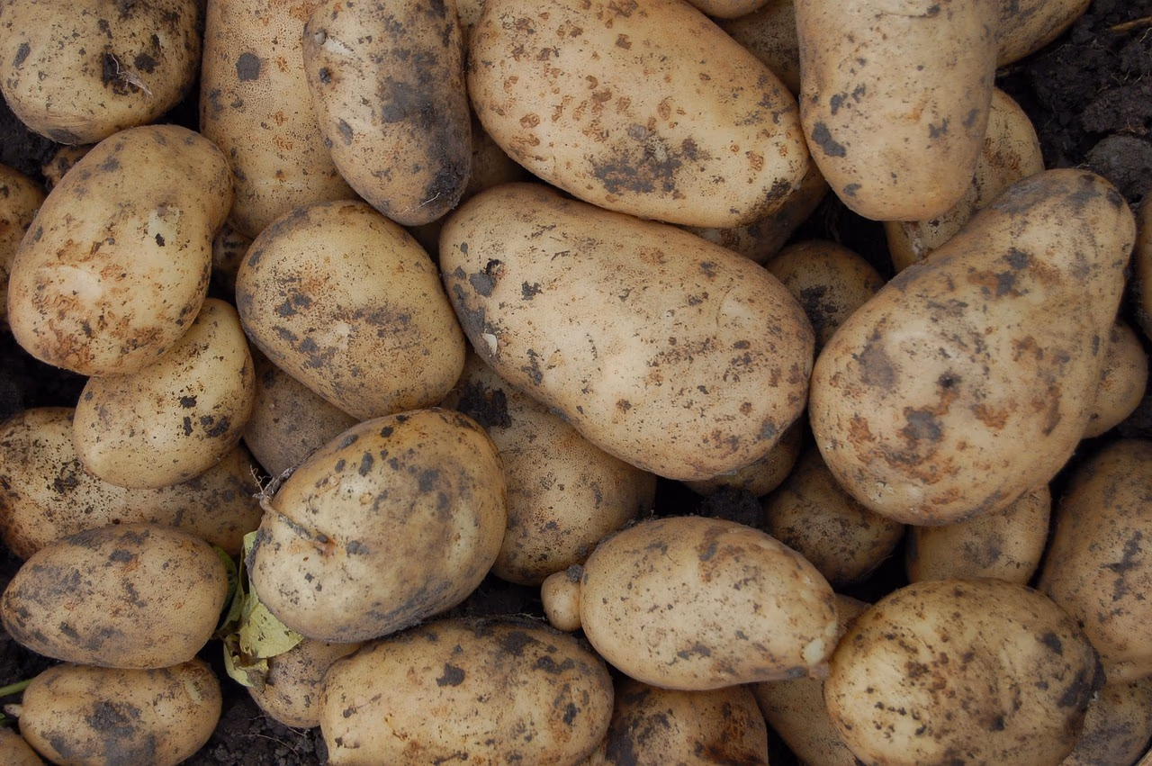 Berlin: Vier Millionen Kilo Kartoffeln zu verschenken!